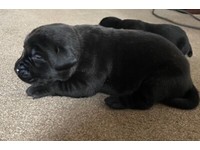 working labrador puppies for sale yorkshire